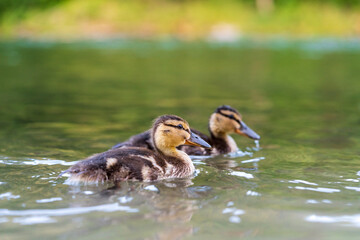 Junge Enten am Fluß auf Futtersuche