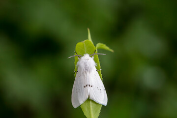 An American white moth lives in the wild, North China