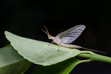 A mayfly lives in the wild, North China