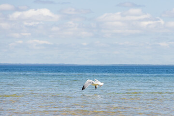 Seagull flying over water with blue sky background and white clouds