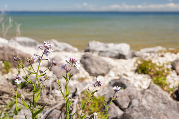 Small purple flowers with rocks and lake in background