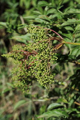 Elderberries ripening in the sunshine.