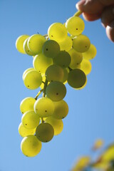bunch of grapes