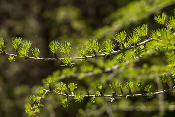 Needles on a branch