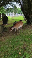 Fototapeta premium Deer in the grass of a celtic cemetery