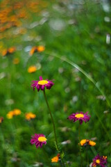 Bunte Blume im Gras