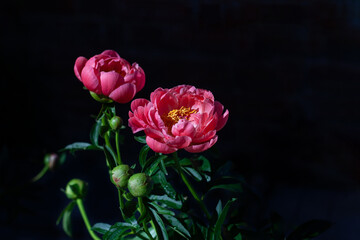 coral-pink peony closeup blooming plant on black background,  banner or texture for design, art design concept, natural background concept,  with copy spase.