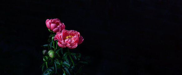 coral-pink peony closeup blooming plant on black background,  banner or texture for design, art design concept, natural background concept,  with copy spase.