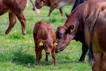 Selective focus of young female orange brown Dutch cow and baby on green grass meadow, A mother...