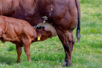 Selective focus of young female orange brown Dutch cow and baby on green grass meadow, A calf suckling milk from mother's udder, Open farm with dairy cattle on the field in countryside in Netherlands. © Sarawut