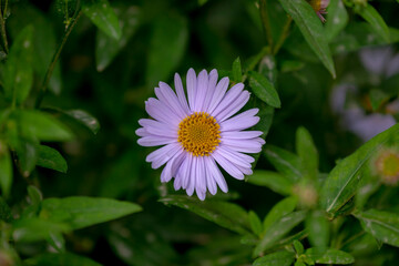 Obraz premium Selective focus of one single white flower of Symphyotrichum, Herbaceous annual and perennial plants in the composite family that were formerly treated within the genus Aster, Nature floral background