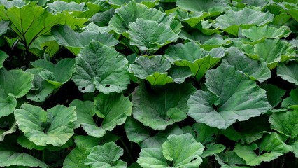 Selective focus of Petasites hybridus leaves growing along the pond, Commonly Butterbur is a herbaceous perennial flowering plant in the daisy family Asteraceae, Nature greenery pattern background.