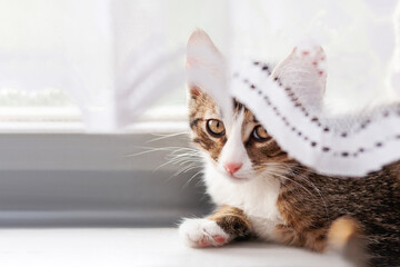 Cute kitten is hiding on window sill behind laced curtains. Fluffy pet at home.