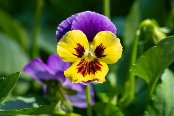 Closeup of Colorful Pansies Smiling in the Sun