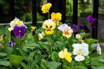 Closeup of Colorful Pansies Smiling in the Sun