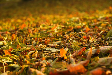 Defocus autumn leaves. Green and orange autumn leaves background. Outdoor. Colorful background image of fallen autumn leaves perfect for seasonal use. Copy space. Out of focus
