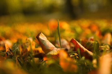 Defocus autumn leaves. Green and orange autumn leaves background. Outdoor. Colorful background image of fallen autumn leaves. Green grass. Copy space. Fall backdrop. Blurred. Out of focus