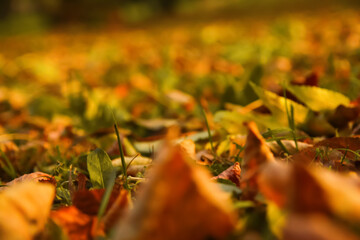 Defocus autumn leaves. Green and orange autumn leaves background. Outdoor. Colorful background image of fallen autumn dry leaves. Green grass on lawn. Fall backdrop. Blurred. Out of focus