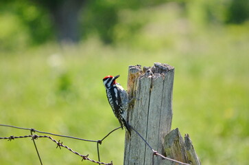 Yellow-bellied sapsucker at wooden fence post in Ontario, Canada.