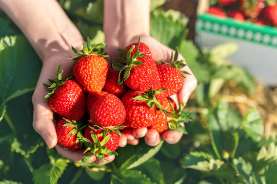 Close-up detail view farmers hand hold show offer ripe red fresh sweet big tasty strawberry against farm field rows. Seasonal work job picking harvest berries at agricultural industry farm greenhouse