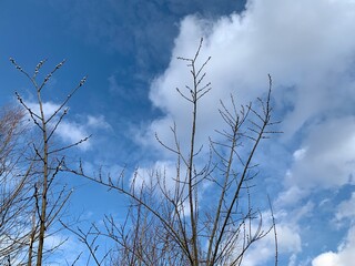 sky and clouds. Willow branch.