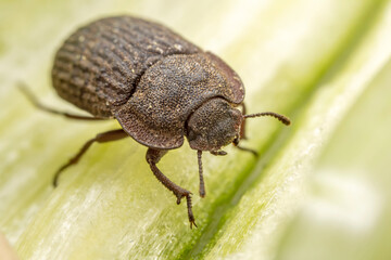 A darkling tenebrionid perch on plants in the wild, North China