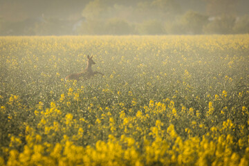 Beautiful deer in a rape field during sunrise