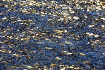 Carp in the fish pond are competing for bait. It's a very jubilant scene in North China