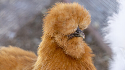 close up of a chicken