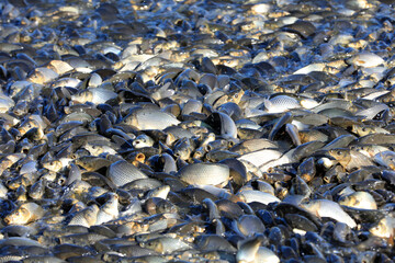 Carp in the fish pond are competing for bait. It's a very jubilant scene in North China