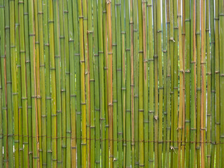 Bamboo fence. Fence made of thin green bamboo. Strong fence.  Background of dry and fresh bamboo. wall of stems