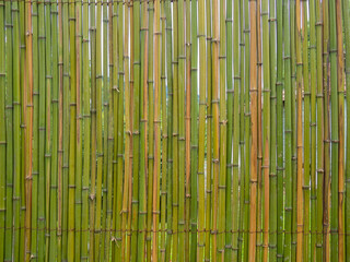 Fototapeta premium Bamboo fence. Fence made of thin green bamboo. Strong fence. Background of dry and fresh bamboo. wall of stems