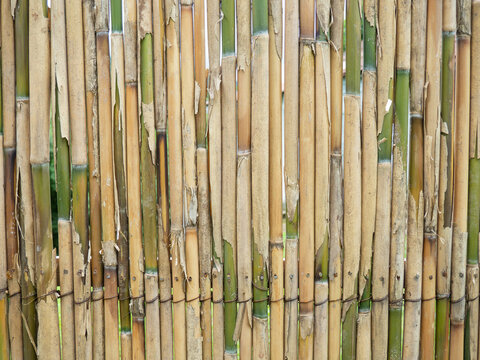 Bamboo fence. Fence made of thin green bamboo. . Palisade. Background of dry and fresh bamboo. wall of stems