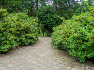 Alley of the botanical garden. Collection of different plants in one place. Greenery of the botanical garden.