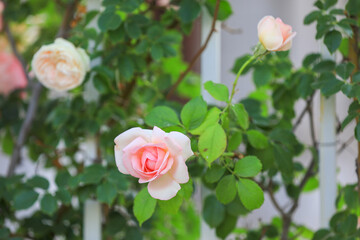 Blooming roses in the park, North China