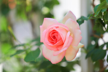 Blooming roses in the park, North China