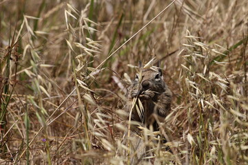 ground squirrell california