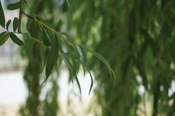 Baumzweig mit grünen Tannenweidebaumblättern im Frühling