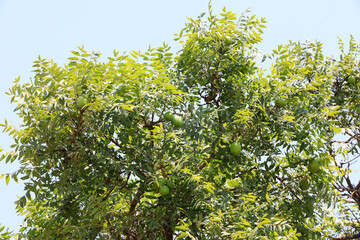 A 500 year old civilian fruit tree still bears fruit, North China