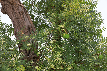 A 500 year old civilian fruit tree still bears fruit, North China