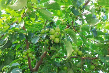 Begonia fruit on branches, North China