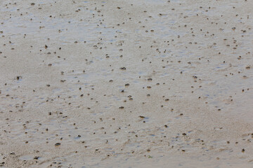Crabs crawling on muddy beaches, North China