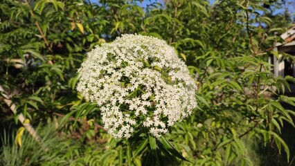 Natural scenery of white elderberry flowers blooming beautifully.