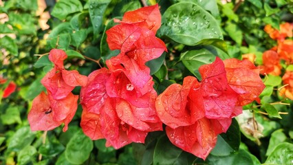 Paper flowers or bougainvillea are blooming with a bright orange color