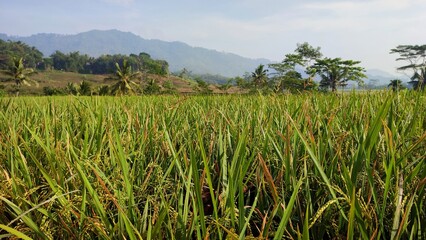 rice field in the morning