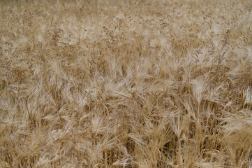 golden wheat field