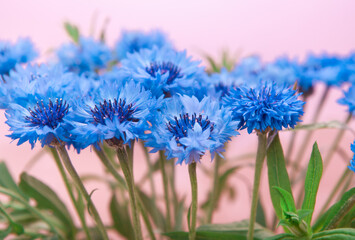 Blue cornflower flowers, abstract card with bouquet on pink background