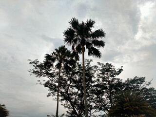 palm tree silhouette
