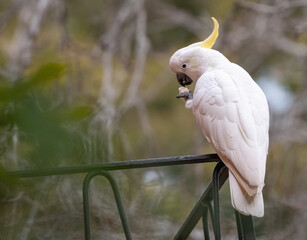 Sulphur crested cockatoo feeding on a balcony, Sydney, Australia.