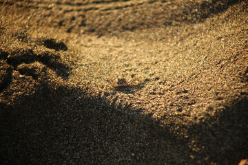 Vida marina en la playa, casi imperceptible